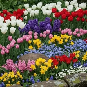 50 Mixed Spring Flower Bulbs for Fall Planting - Cold Hardy, Winter to Early Spring Blooms - Image 6