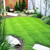 5000 Zoysia Grass Seeds for Lawn - Low-Maintenance Outdoor Green Grass - Image 1