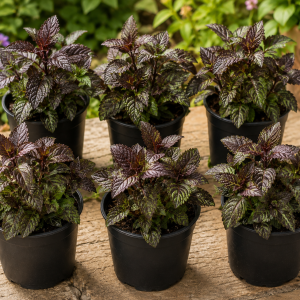 Chocolate Mint Live Plants - Set of 4, 4-7" Tall, Zones 3-11, Culinary Herb
