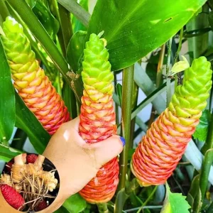 6 Awapuhi Shampoo Ginger Roots to Grow - Zingiber Zerumbet Pinecone Ginger Lily - Image 6