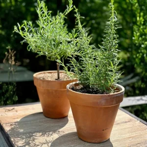 6 Blue Rosemary Live Plants 4-7'' Tall - Fragrant Outdoor Herb - Image 5