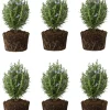 6 Blue Rosemary Live Plants 4-7'' Tall - Fragrant Outdoor Herb - Image 1