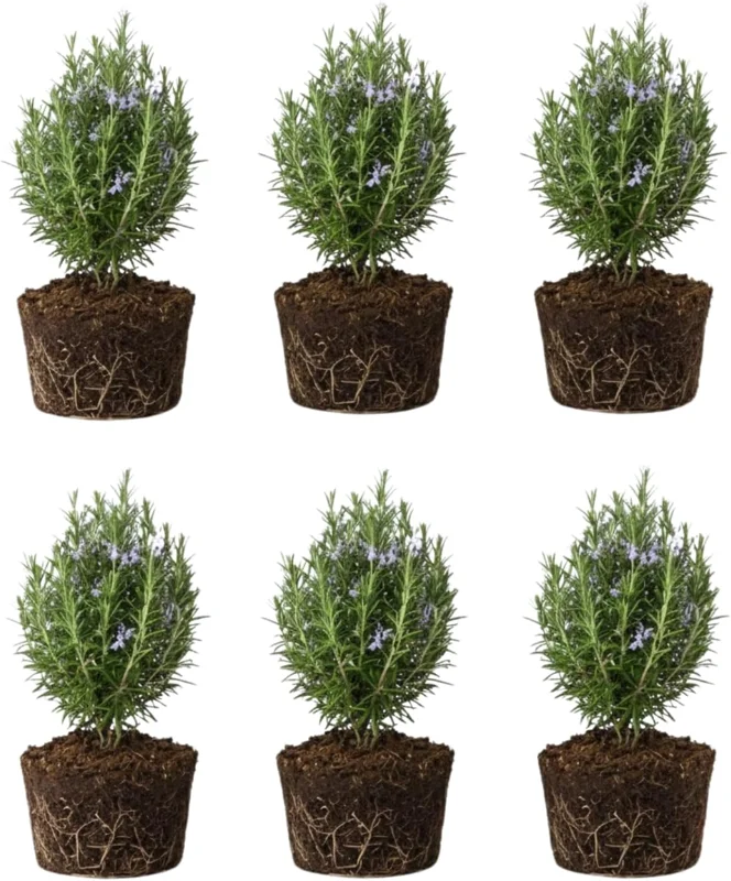 6 Blue Rosemary Live Plants 4-7'' Tall - Fragrant Outdoor Herb - Image 1