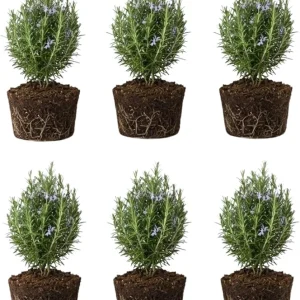 6 Blue Rosemary Live Plants, 4-7'' Tall Starter Herb for Outdoor Growing - Image 2