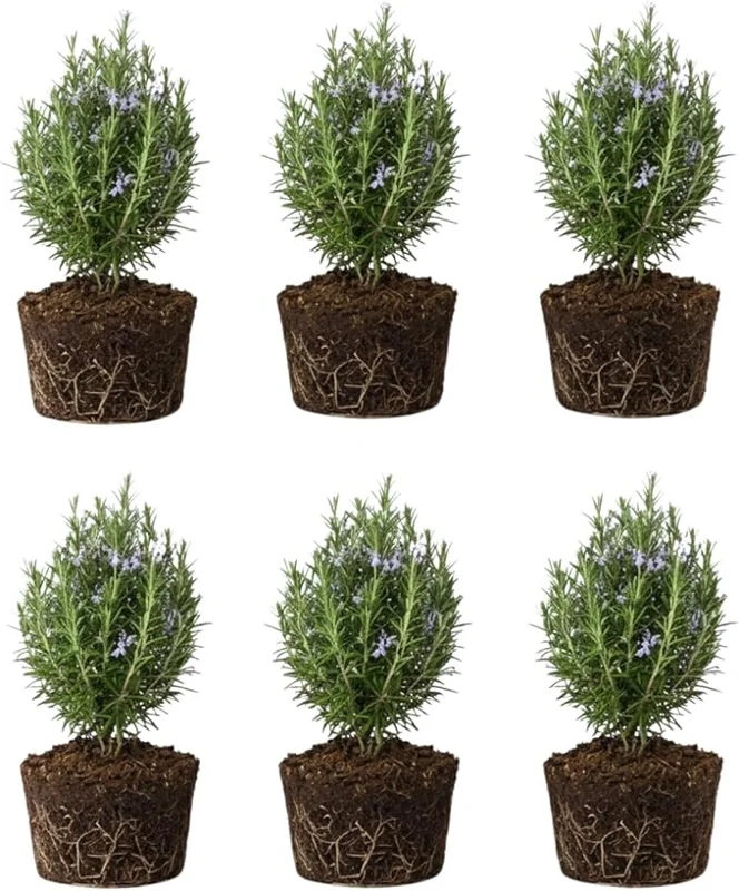 6 Blue Rosemary Live Plants, 4-7'' Tall Starter Herb for Outdoor Growing - Image 2