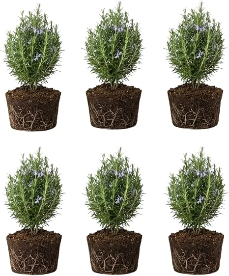 6 Blue Rosemary Live Plants, 4-7'' Tall Starter Herb for Outdoor Growing - Image 3