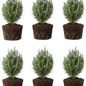 6 Blue Rosemary Live Plants, 4-7'' Tall Starter Herb for Outdoor Growing - Image 4