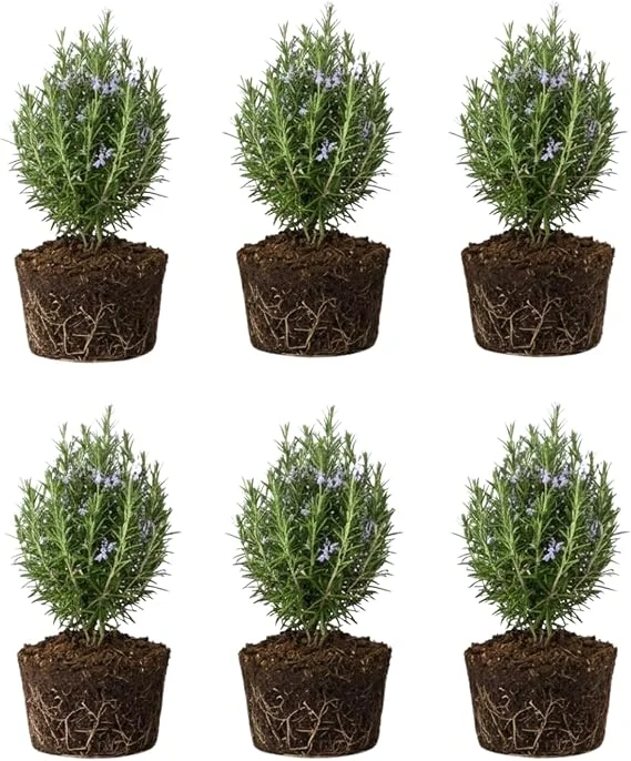 6 Blue Rosemary Live Plants, 4-7'' Tall Starter Herb for Outdoor Growing - Image 5