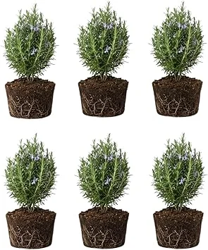 6 Blue Rosemary Live Plants, 4-7'' Tall Starter Herb for Outdoor Growing - Image 7