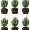6 Blue Rosemary Live Plants, 4-7'' Tall Starter Herb for Outdoor Growing - Image 1