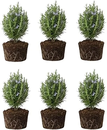 6 Blue Rosemary Live Plants, 4-7'' Tall Starter Herb for Outdoor Growing - Image 1