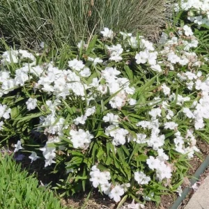 6 Brazilian Red Mexican Petunia Live Plants – Perennial Outdoor, 4-6