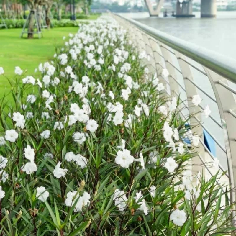 6 Brazilian Red Mexican Petunia Live Plants – Perennial Outdoor, 4-6" Tall Starter Size - Image 4