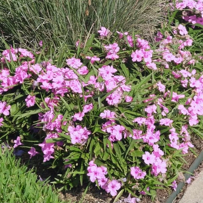 6 Brazilian Red Mexican Petunia Live Plants – Perennial Outdoor, 4-6" Tall Starter Size - Image 5