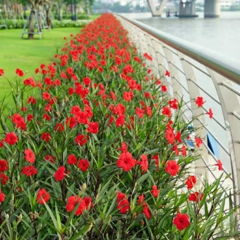 6 Brazilian Red Mexican Petunia Live Plants – Perennial Outdoor, 4-6" Tall Starter Size - Image 6
