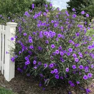 6 Brazilian Red Mexican Petunia Live Plants – Perennial Outdoor, 4-6