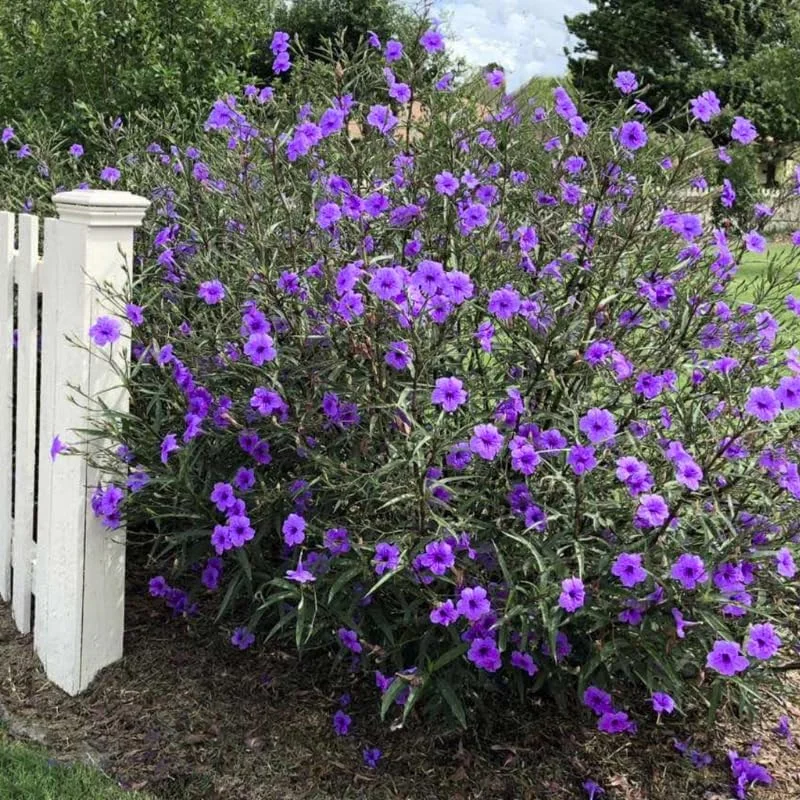 6 Brazilian Red Mexican Petunia Live Plants – Perennial Outdoor, 4-6" Tall Starter Size - Image 7