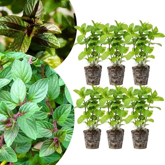 6 Chocolate Mint Plants Live - Culinary Herb, 4-6 Inch Tall, Well-Rooted - Image 7