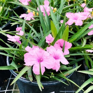 6 Dwarf Blue Mexican Petunia Plants Live, 4-7 Inches, Hardy Perennial Flowers Outdoor - Image 4