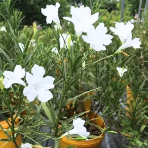 6 Dwarf White Mexican Petunia Live Plants, 4-7 Inches Tall, Hardy Perennial Flowers - Image 2