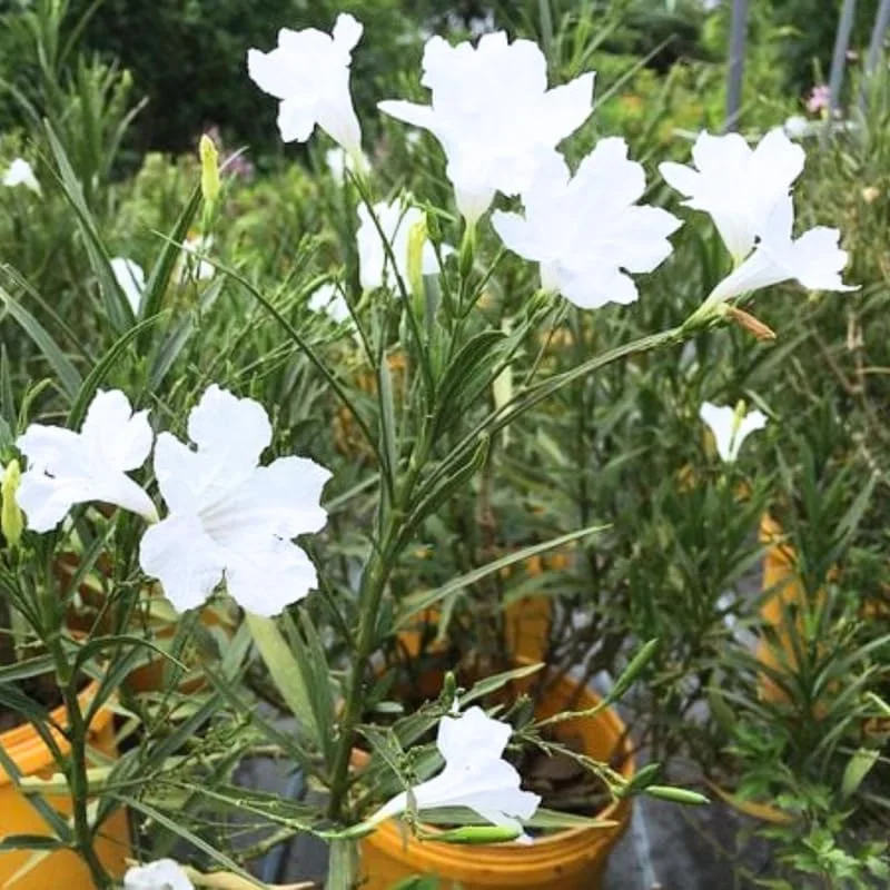 6 Dwarf White Mexican Petunia Live Plants, 4-7 Inches Tall, Hardy Perennial Flowers - Image 2