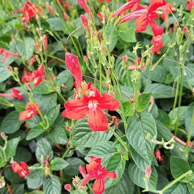 6 Dwarf White Mexican Petunia Live Plants, 4-7 Inches Tall, Hardy Perennial Flowers - Image 7