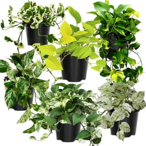 6 Mix Pothos Live Plants in Pot, Assorted Varieties, 3-6 Inch Tall, Indoor/Outdoor - Image 7
