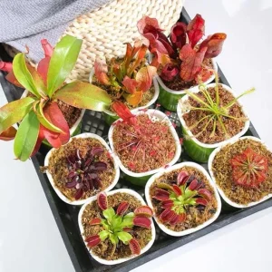6 Pitcher Plant Nepenthes Mix Live Plants - Green & Red Tropical Collection Starter Size - Image 4