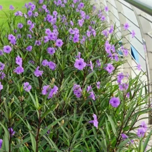 6 Purple Mexican Petunia Plants Live, 5-7 Inch Tall, Perennial, Outdoor - Image 2
