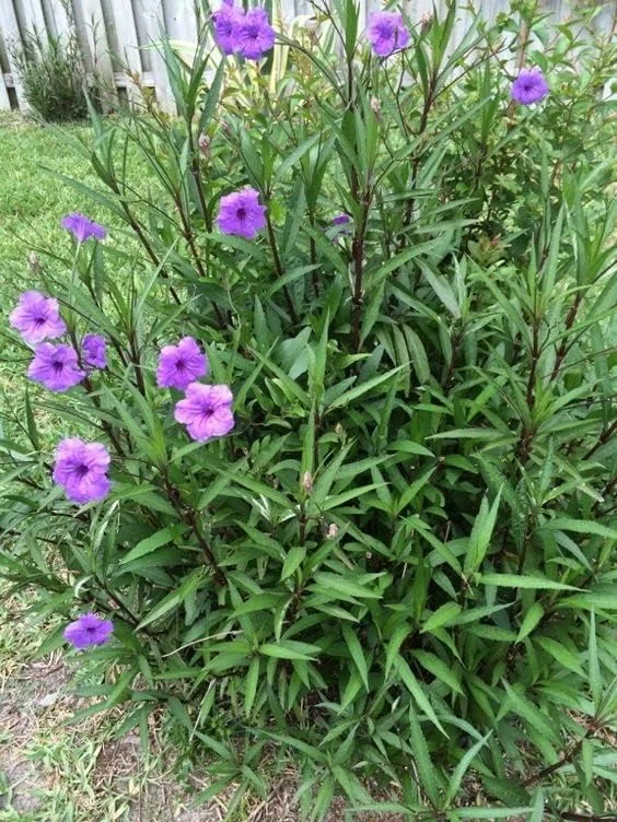 6 Purple Mexican Petunia Plants Live, 5-7 Inch Tall, Perennial, Outdoor - Image 3