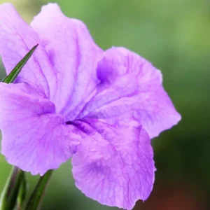6 Purple Mexican Petunia Plants Live, 5-7 Inch Tall, Perennial, Outdoor - Image 4