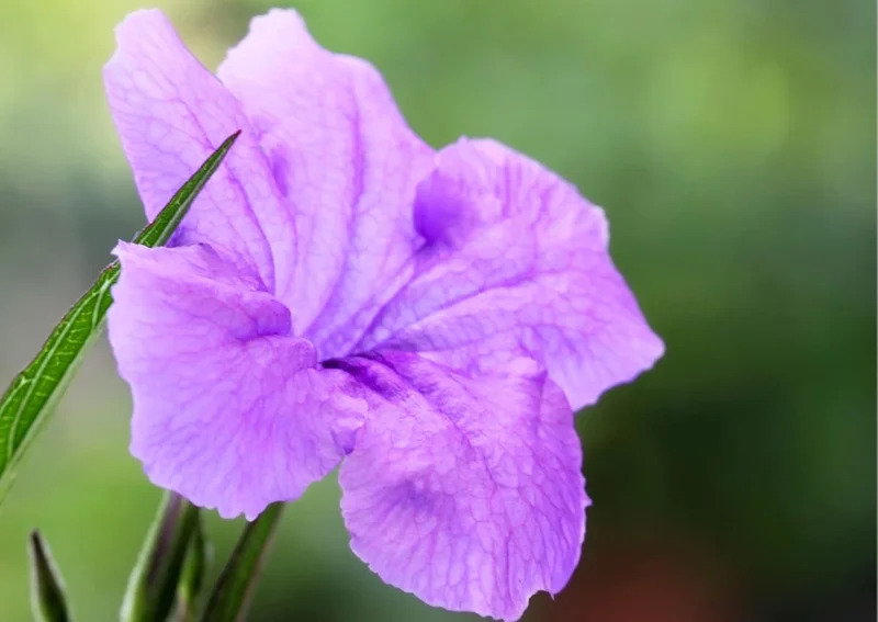 6 Purple Mexican Petunia Plants Live, 5-7 Inch Tall, Perennial, Outdoor - Image 4