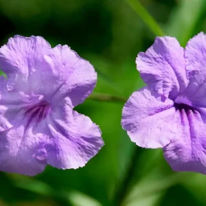 6 Purple Mexican Petunia Plants Live, 5-7 Inch Tall, Perennial, Outdoor - Image 5