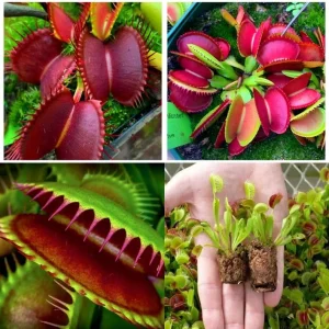 6 Red Venus Flytrap Live Starter Plants - Dionaea Muscipula Carnivorous Plant - Image 2