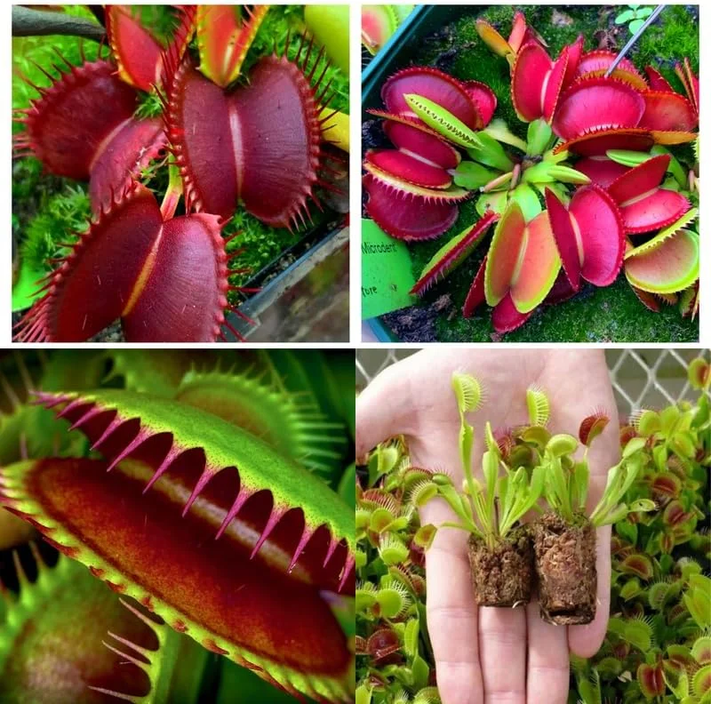 6 Red Venus Flytrap Live Starter Plants - Dionaea Muscipula Carnivorous Plant - Image 2