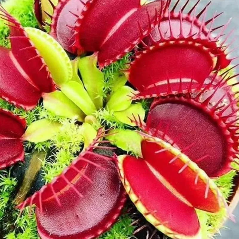 6 Red Venus Flytrap Live Starter Plants - Dionaea Muscipula Carnivorous Plant - Image 3