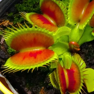 6 Red Venus Flytrap Live Starter Plants - Dionaea Muscipula Carnivorous Plant - Image 4