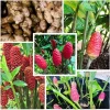 6 Shampoo Ginger Rhizomes - Red Pinecone Ginger Root Live Plant, Hardy Perennial - Image 1