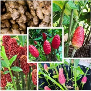 6 Shampoo Ginger Rhizomes - Red Pinecone Ginger Root Live Plant, Hardy Perennial - Image 1