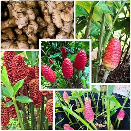 6 Shampoo Ginger Rhizomes - Red Pinecone Ginger Root Live Plant, Hardy Perennial - Image 2