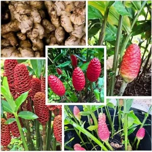6 Shampoo Ginger Rhizomes - Red Pinecone Ginger Root Live Plant, Hardy Perennial - Image 3