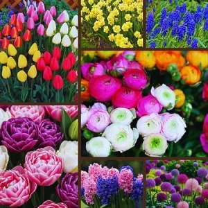 60 Mixed Spring Flower Bulbs for Fall Planting - Colorful Perennial Outdoor - Image 4