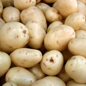 60 Russet True Potato Seeds - Heirloom for Outdoor Growing - Image 5