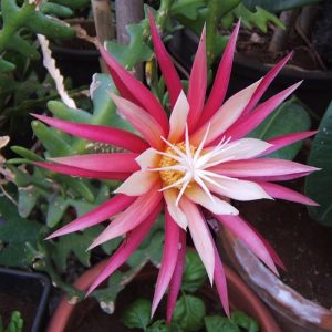 Fishbone Cactus Live Plant – Zig Zag Orchid Cactus Houseplant in 2.5 inch Pot