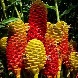 8 Awapuhi Shampoo Ginger Rhizomes - Hawaiian Ginger Lily Plants for Outdoor Growing - Image 7