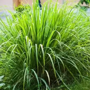 8 Lemongrass Live Plants - Fully Rooted, Drought-Tolerant Herb for Outdoor Garden - Image 1