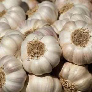 8 Mixed Hardneck Garlic Bulbs for Planting - White, Red, Purple - Image 2