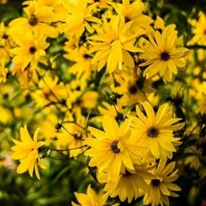 8 Oz Jerusalem Artichoke Tubers for Planting – High Yield Sunchoke Rhizomes – Cold Hardy - Image 7