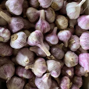 8 Peruvian Purple Stripe Garlic Bulbs for Planting - Hardneck Garlic - Image 3