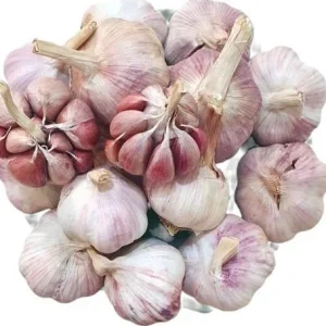 8 Peruvian Purple Stripe Garlic Bulbs for Planting - Hardneck Garlic - Image 4